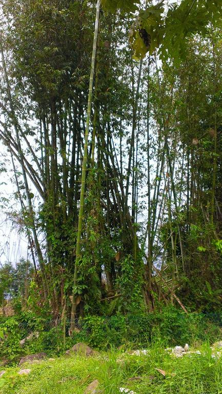京那巴鲁波利度假小屋 Kampung Poring 外观 照片